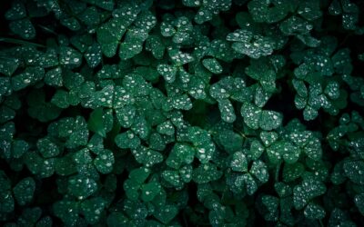 Odkryj potęgę Kalendarza Majów Tzolkin!