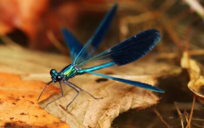 Życie współczesnych ludzi – droga od owada do człowieka?